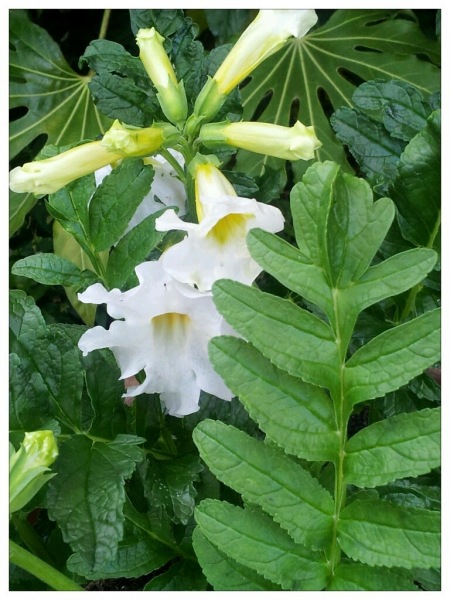 Garden plants that you think deserve to be more widely grown