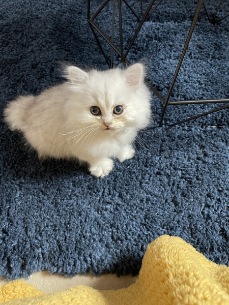 Meet our beautiful new boys !