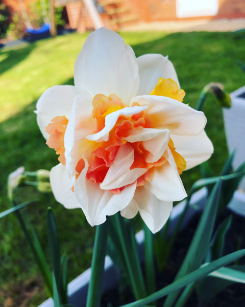 Narcissus - unusual variety 