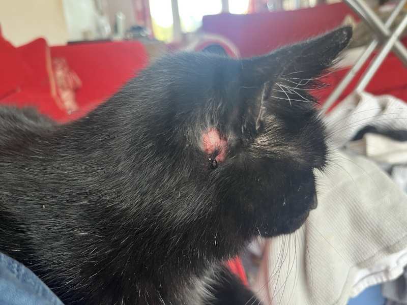 What would the vet do?