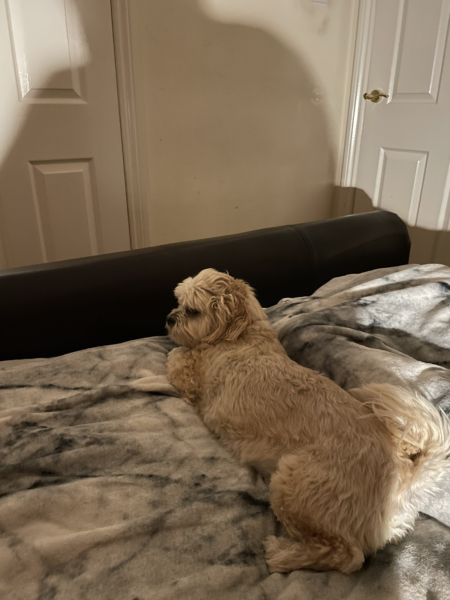 What is your pet up to right now?