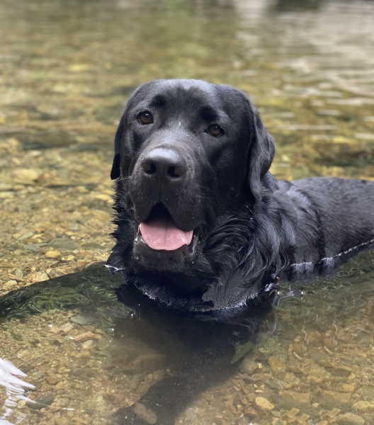 Names for female black labrador 