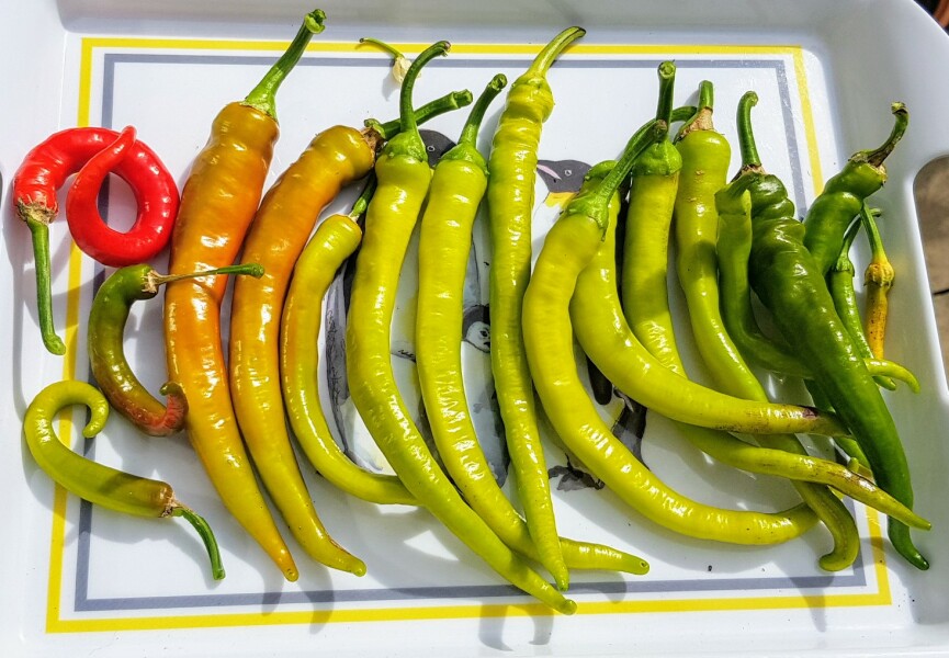 The Vegetable Patch Mark 2