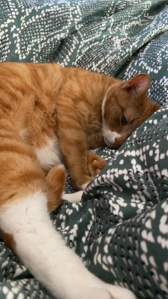 Help? I've acquired a very young kitten?