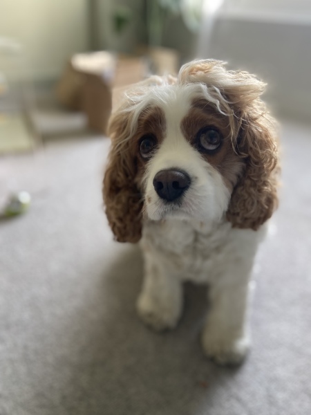 Have you managed to upset your dog this weekend 