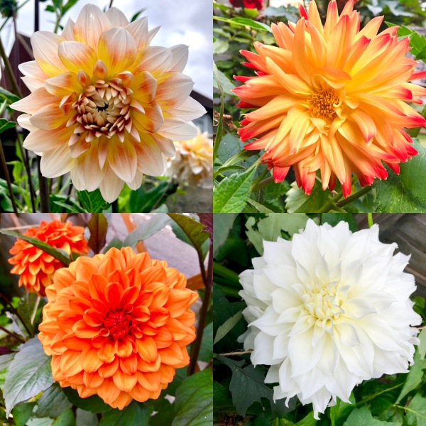 Would I need to dig up dahlia tubers in Devon?