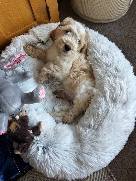 Puppy Survival Thread - as we approach Fireworks night for the first time…