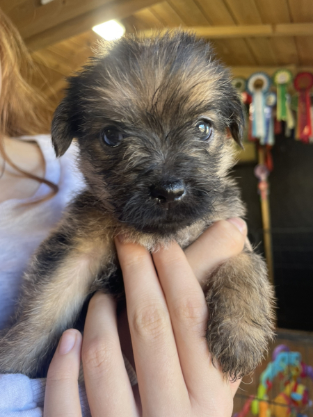 Puppy Survival Thread: Surviving into Summer 2022