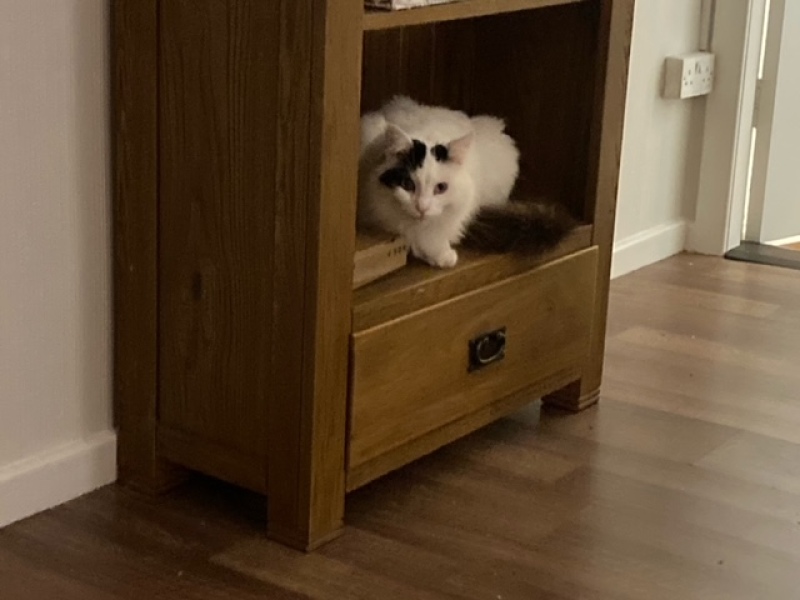I appear to have cats