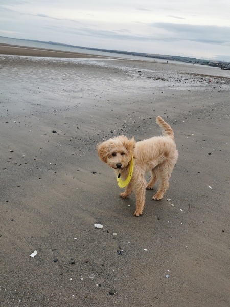 Puppy walks - how important is walking alongside other dogs?
