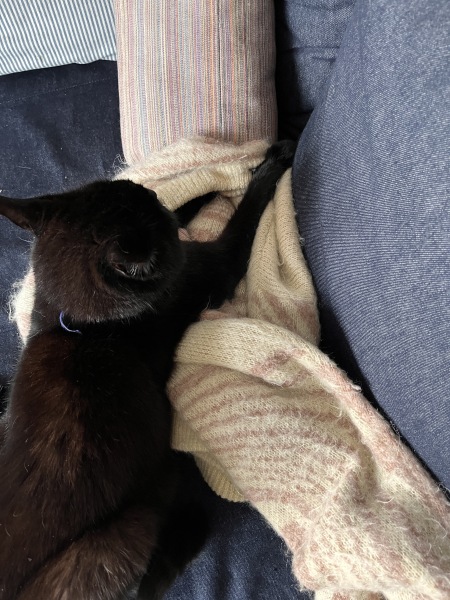 I love my cat too much is this normal 