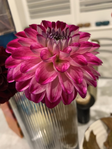 Who’s growing Dahlias this year