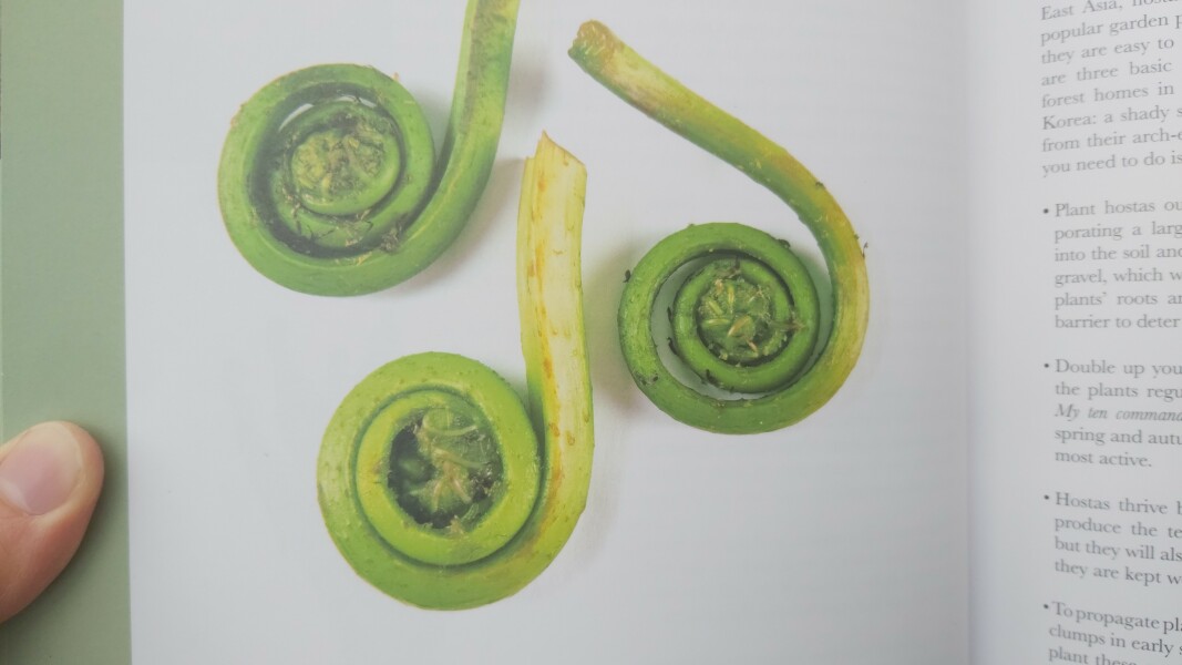 Hidden Treasures - tell me your foraged finds!