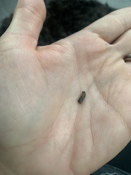 Is this a flea?! 