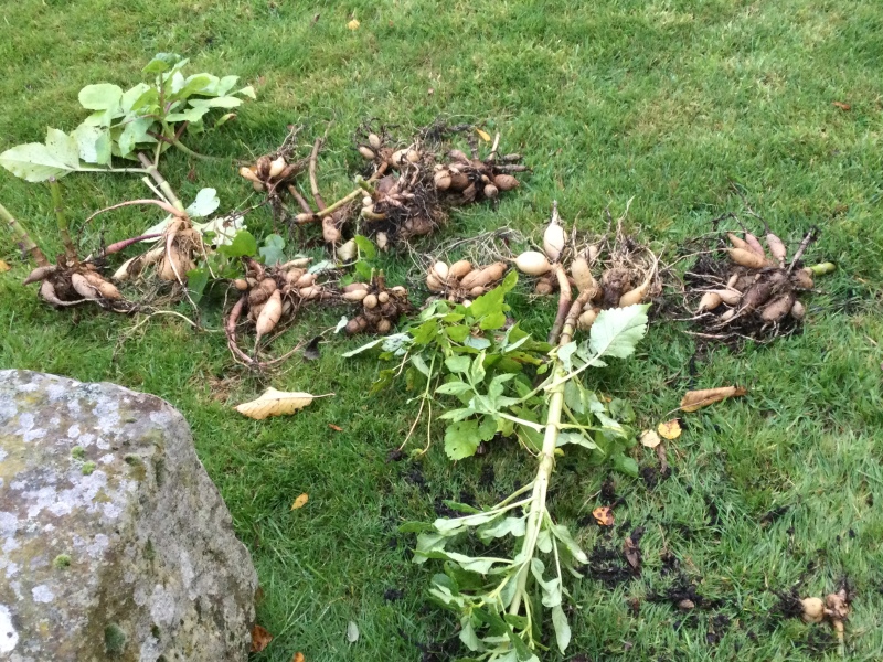 Who’s growing Dahlias this year