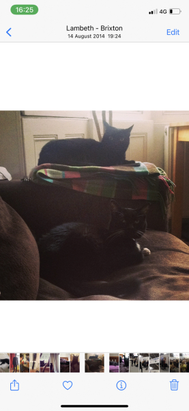 Rescue centres refusing to let us adopt