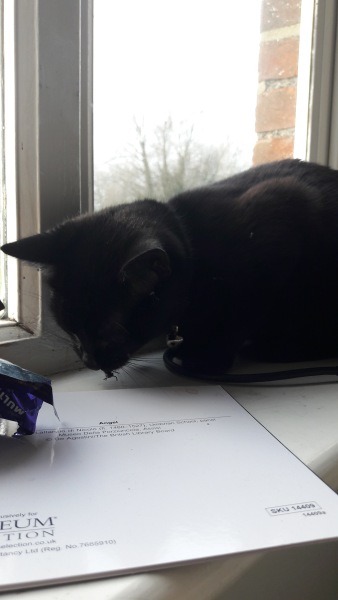 I appear to have cats