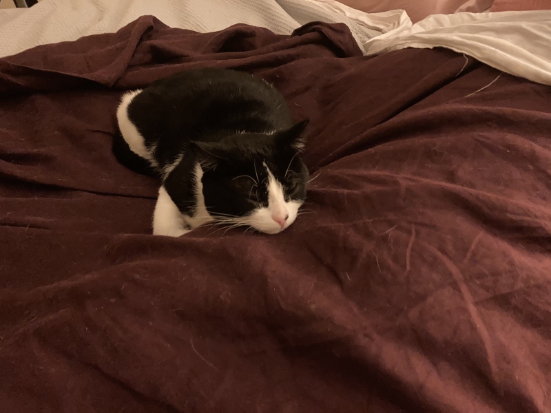 My Maine Coon was allowed to sleep on the bed last night