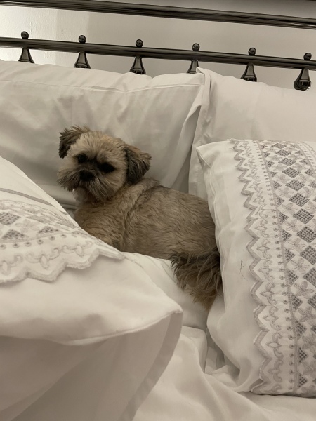 Have you managed to upset your dog this weekend 