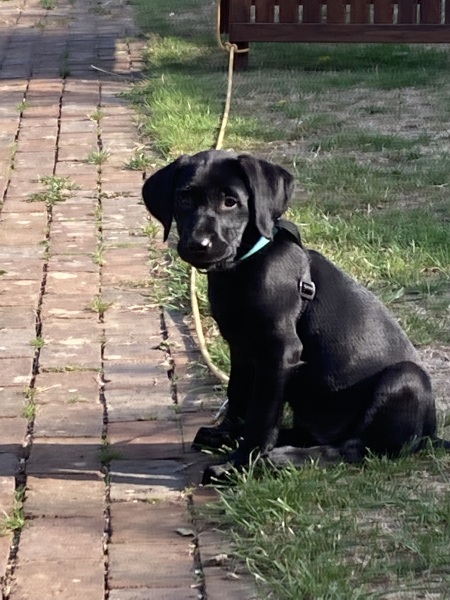 Names for female black labrador 