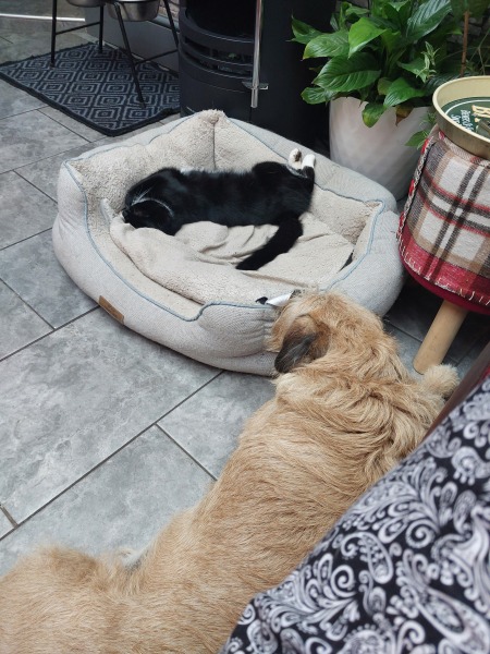Who keeps cats with dogs?