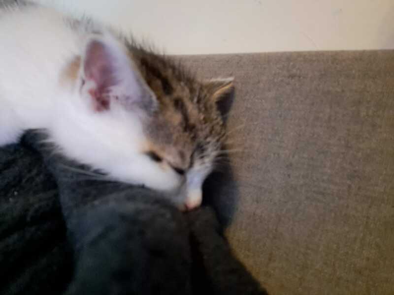 Help? I've acquired a very young kitten?