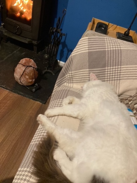 I appear to have cats