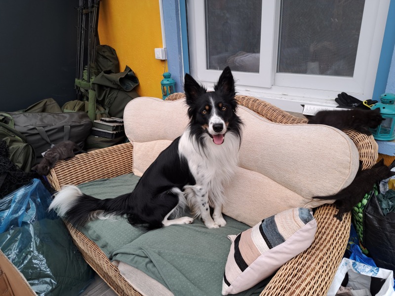 Thinking of getting a collie