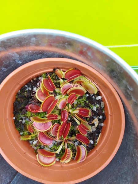 How do I get my Venus fly trap to eat? 🪴