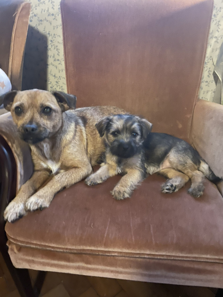 Puppy Survival Thread - as we approach Fireworks night for the first time…