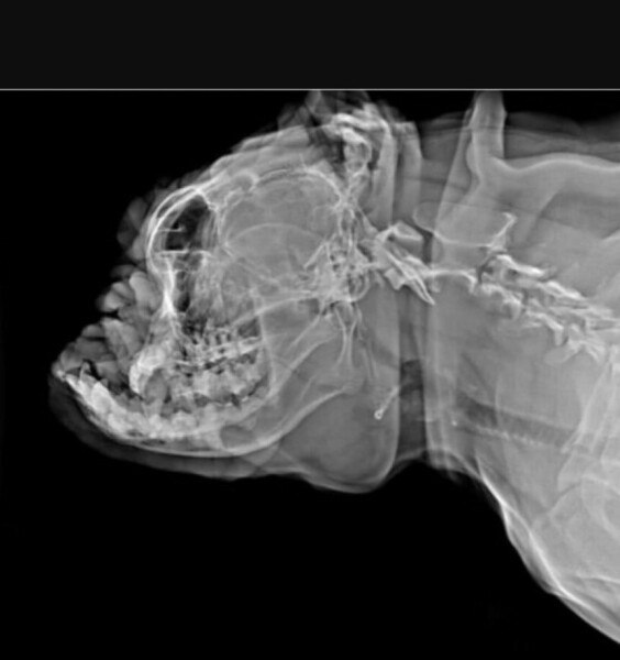 Will my Frenchie really only live til 6 years ?  