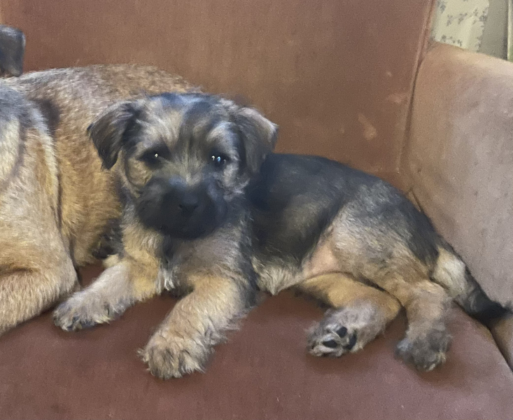 Healthiest dog breeds