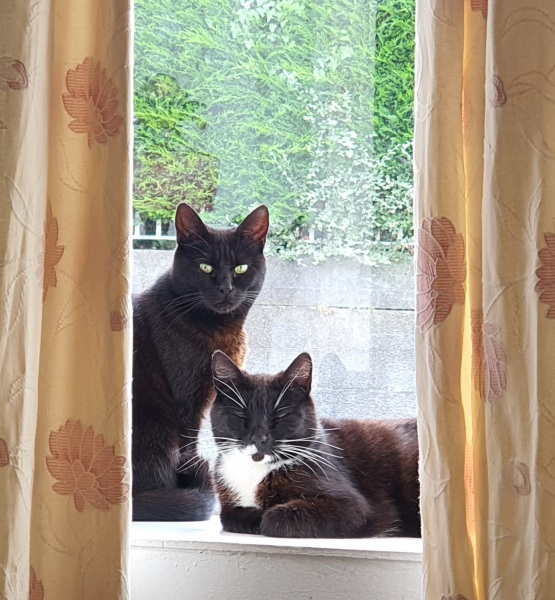 Advice on how to reduce the number of cats in my life?