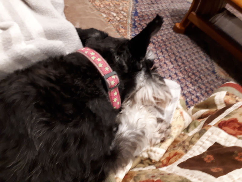 What is your pet up to right now?