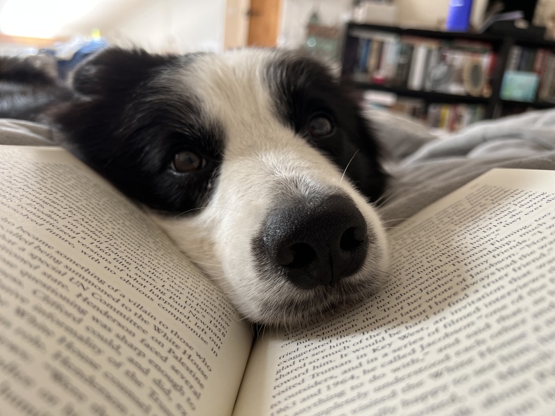 Thinking of getting a collie