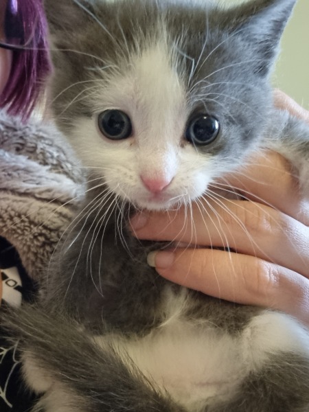Is this cat pregnant?