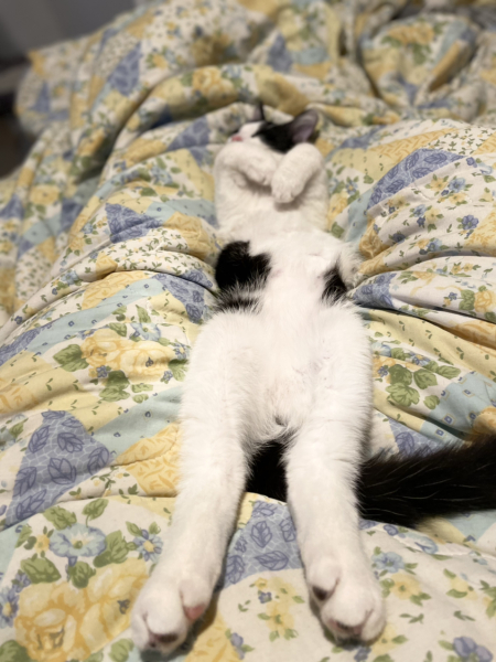 My Maine Coon was allowed to sleep on the bed last night
