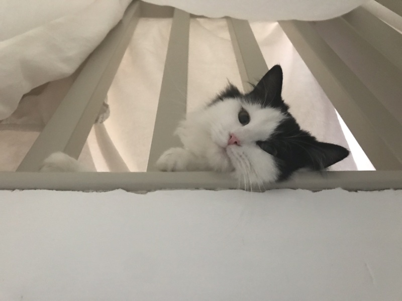 Help, kitten pooing in sitting room