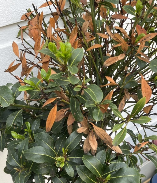What should I do with these for autumn/ winter, and how can I save the little tree?