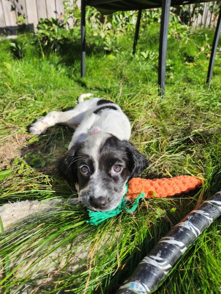 Is this a puppy farm?