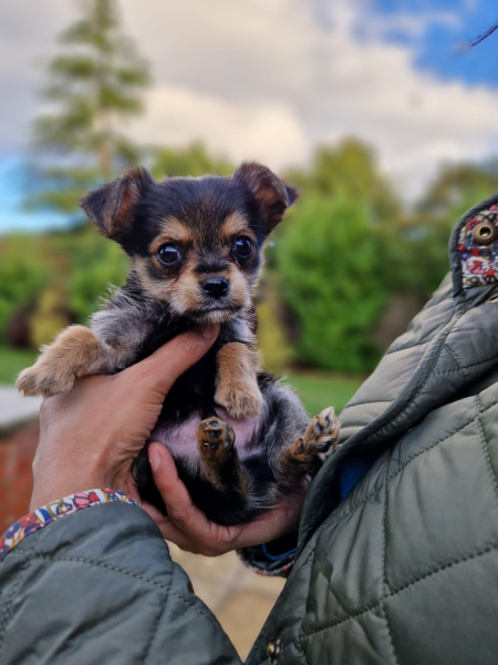 Handhold. Pup with suspected parvovirus