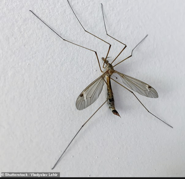 DH saved a daddylonglegs that was trapped in the cat’s cream saucer