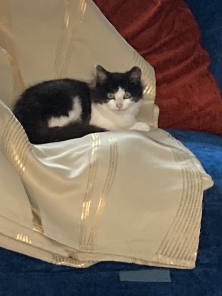 I appear to have cats