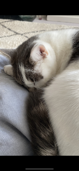 My Maine Coon was allowed to sleep on the bed last night