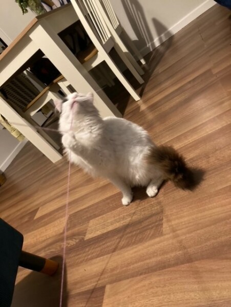 I appear to have cats