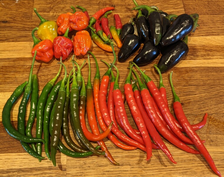 The Vegetable Patch Mark 2