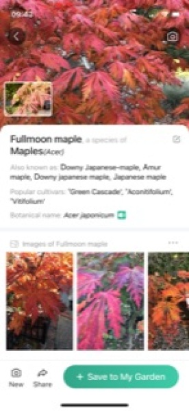 Is this tree an Acer - and if so, what type?