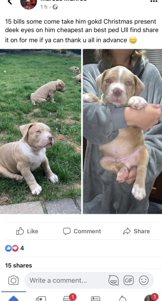 To ask if you'd sign petition to ban XL bullies?