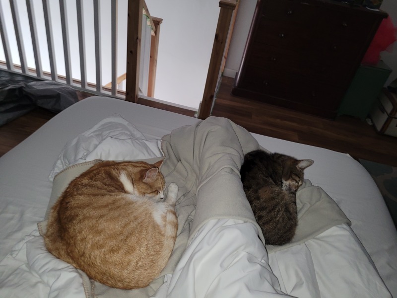 My Maine Coon was allowed to sleep on the bed last night