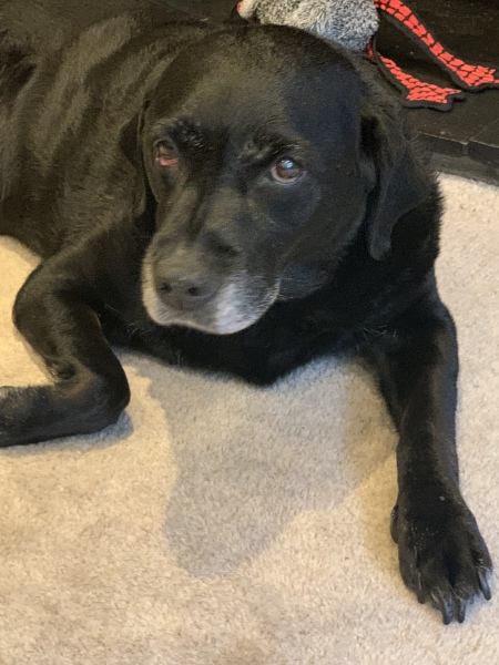 Names for female black labrador 